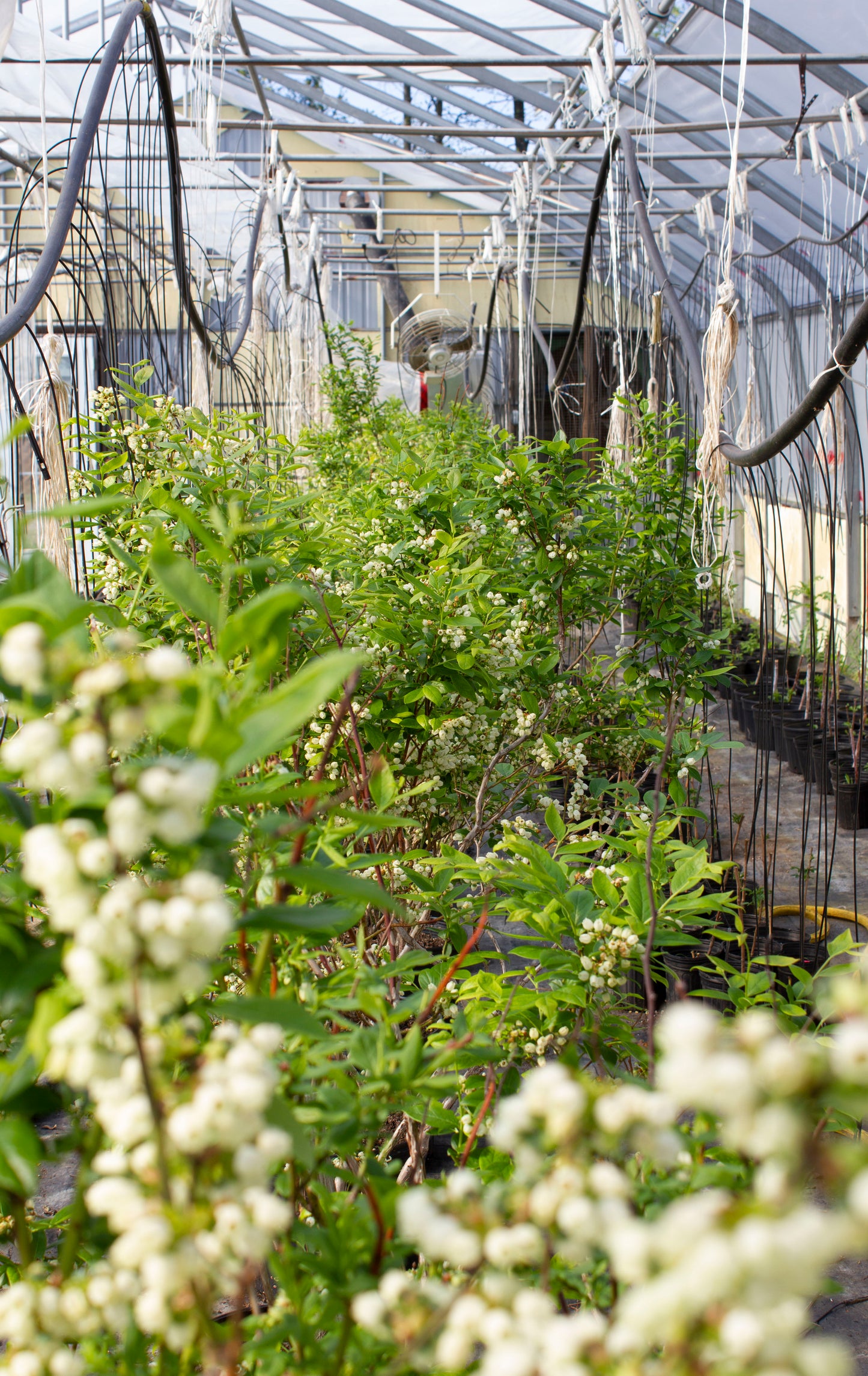 Plant - Bleuetier bio