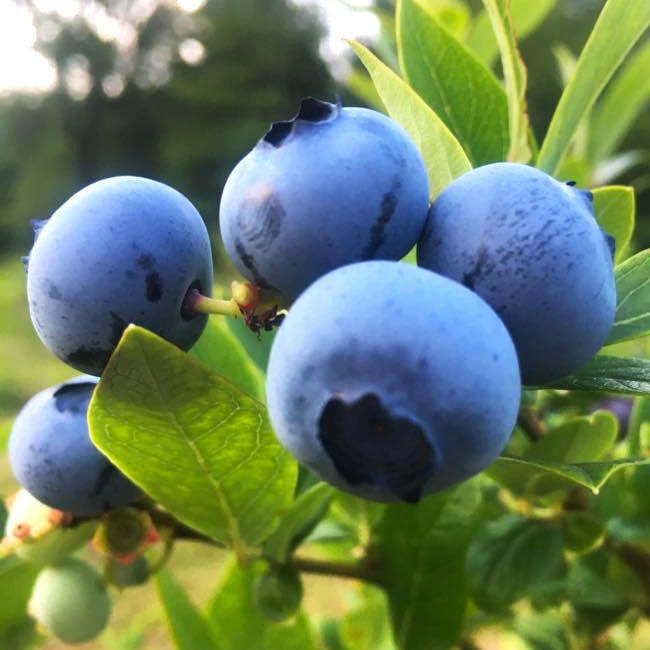 Plant - Bleuetier bio