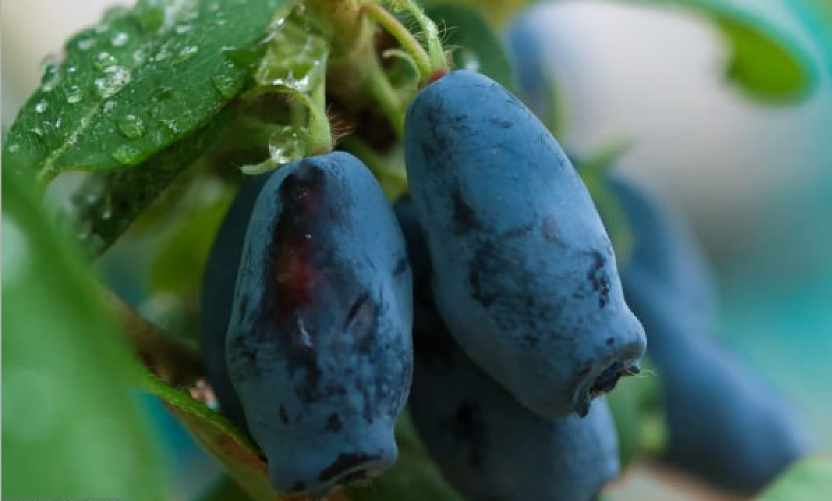 Plant - Camérisier bio