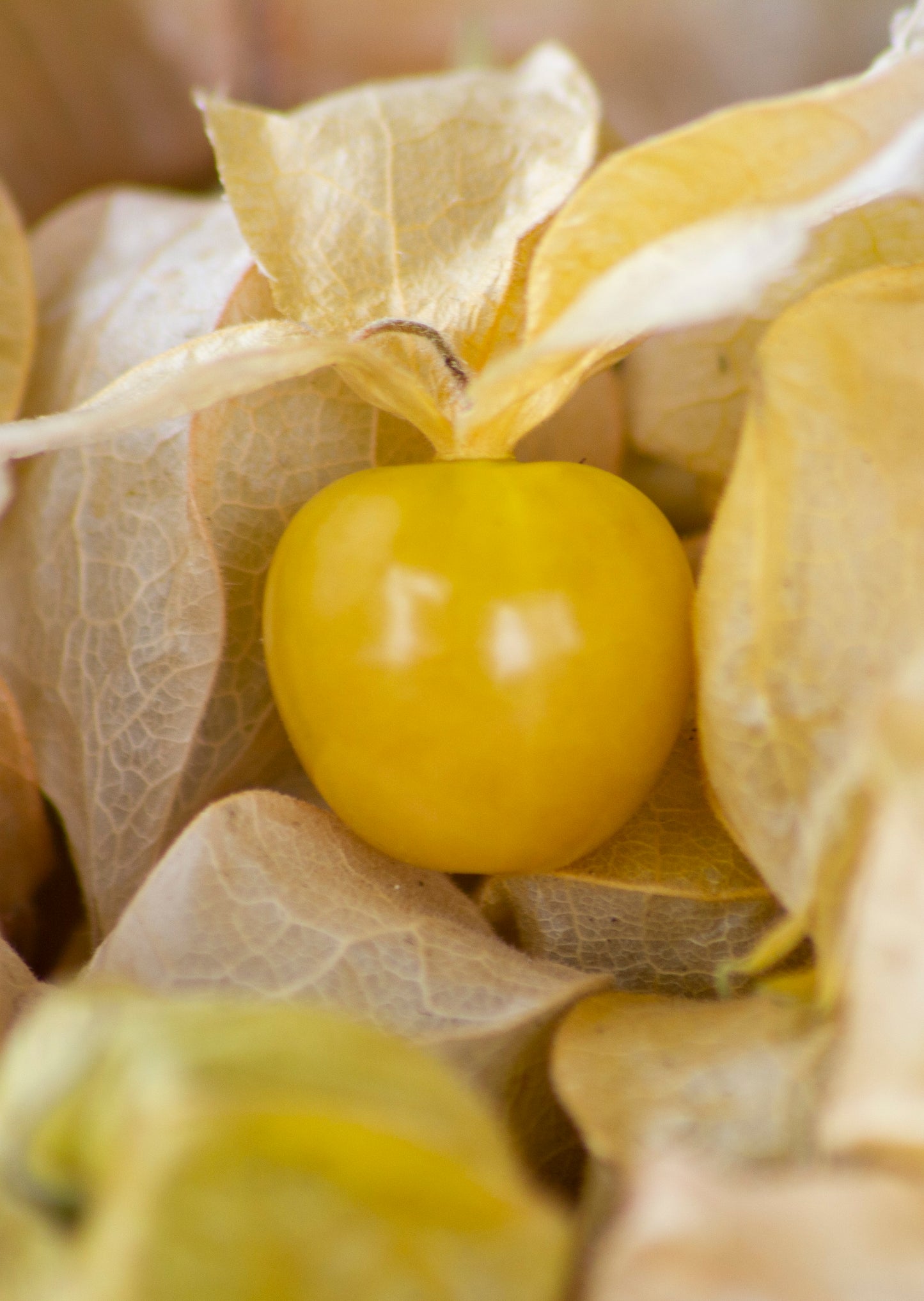 Organic Ground Cherry