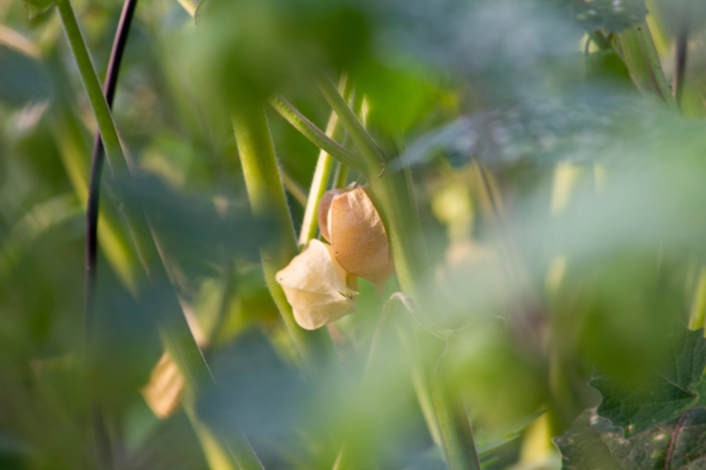 Cerise de terre en plant