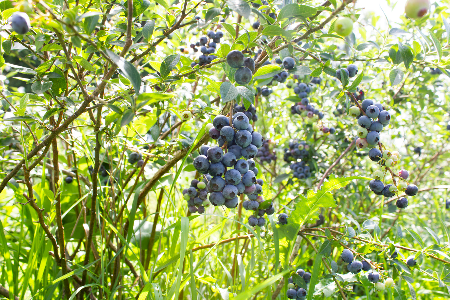 Bleuetier bio