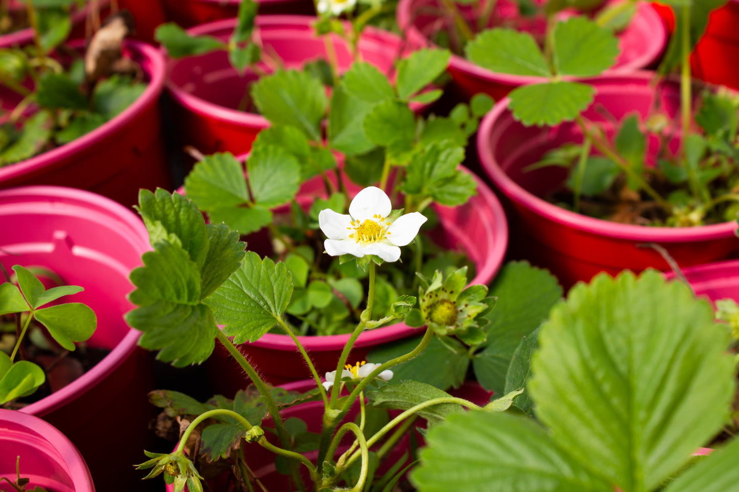 Organic Strawberry Plant