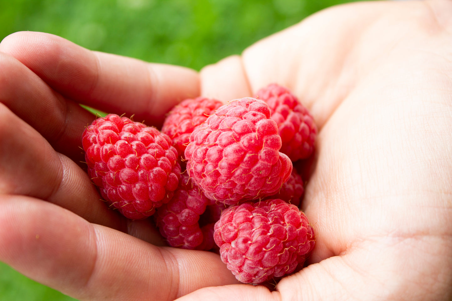 Organic Raspberry Plant