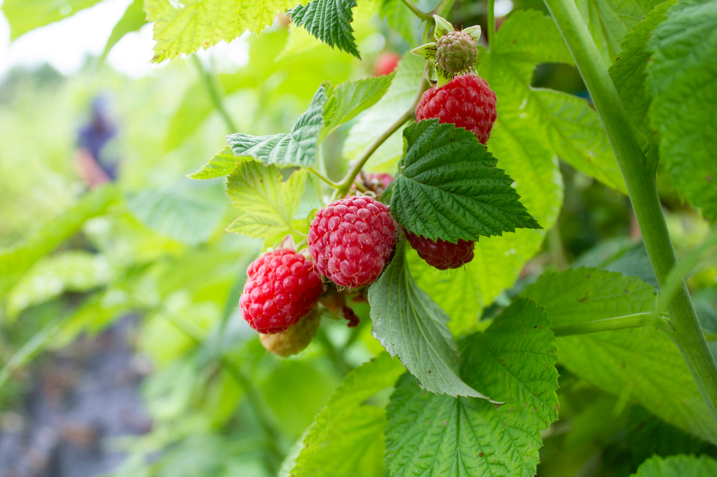 Organic Raspberry Plant