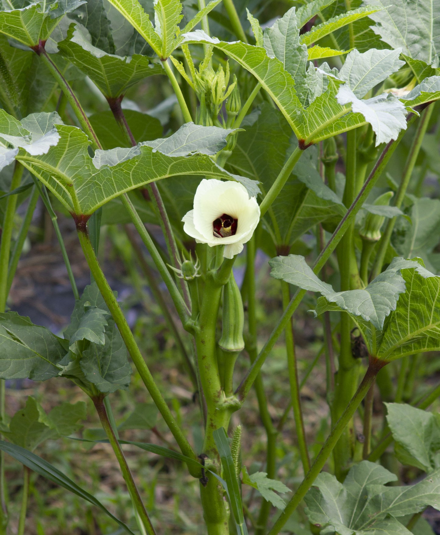 Okra (Gombo) bio