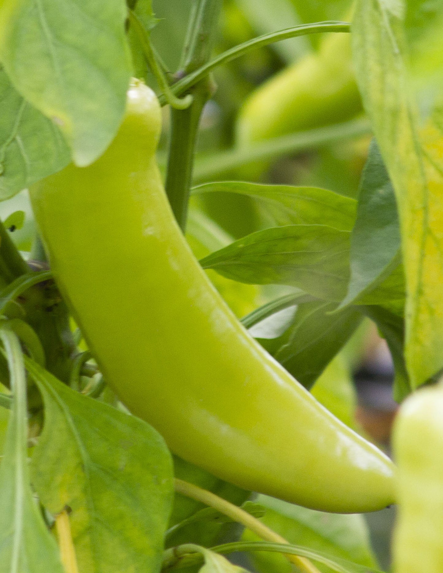 Piment Banane (doux) bio