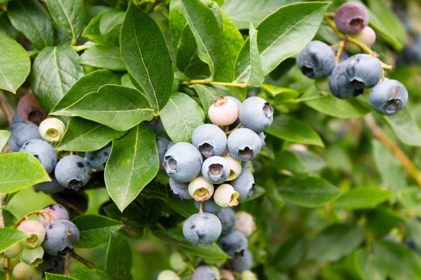 Plant - Bleuetier bio