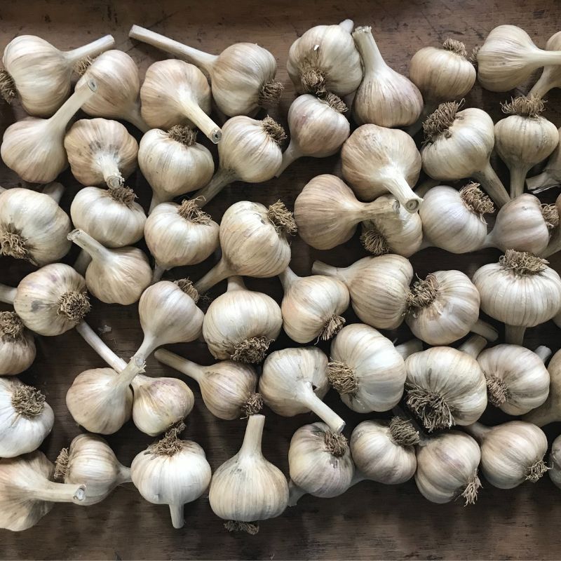 Semences d'ail bio