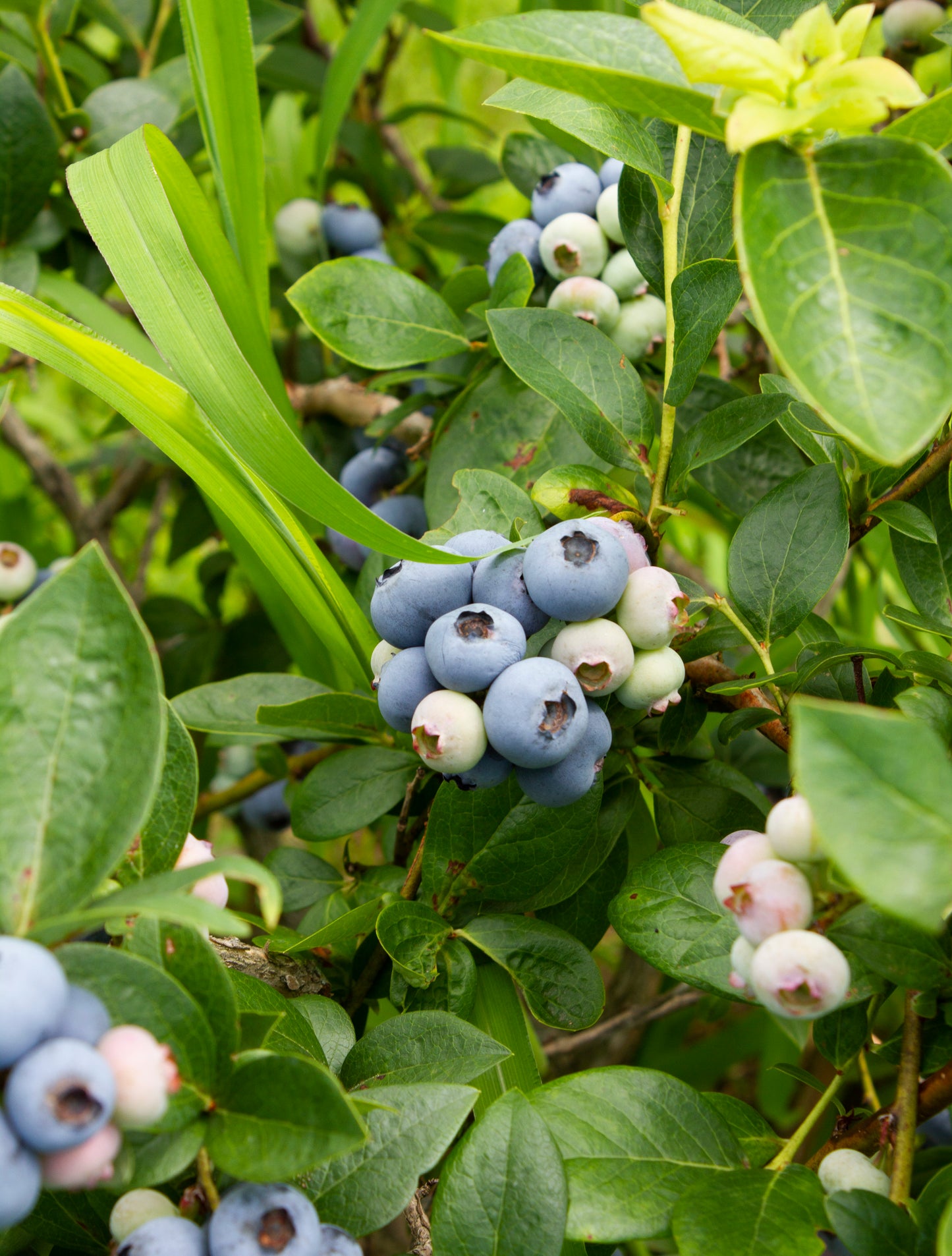 Plant - Bleuetier bio