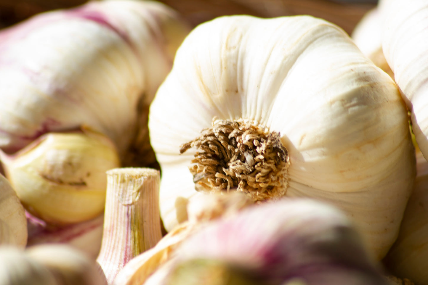 Organic Garlic