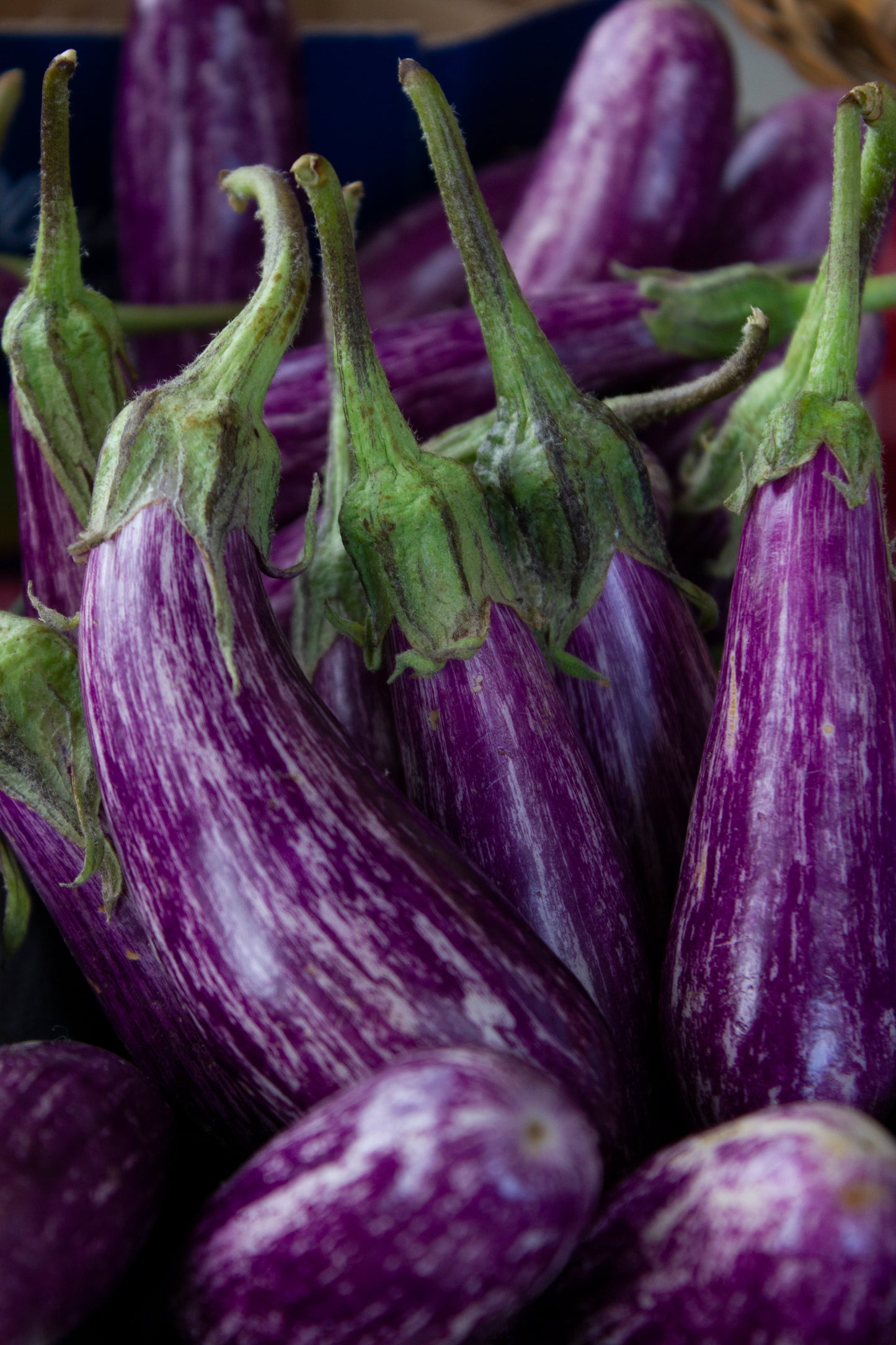 Organic Graffiti Mini Eggplant