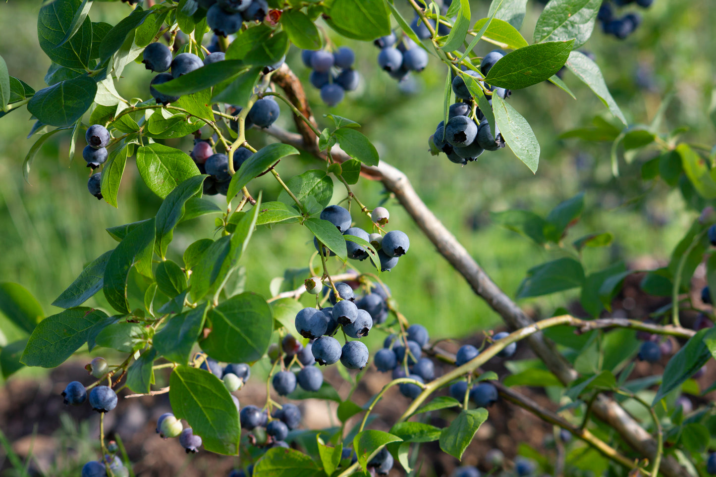 Organic Blueberry Plant