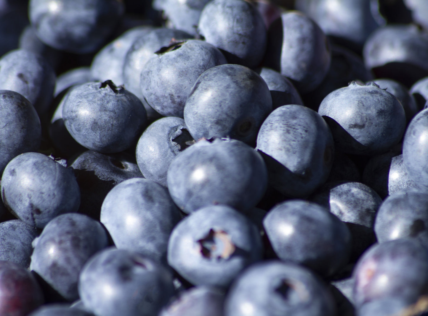Organic Fresh Blueberries