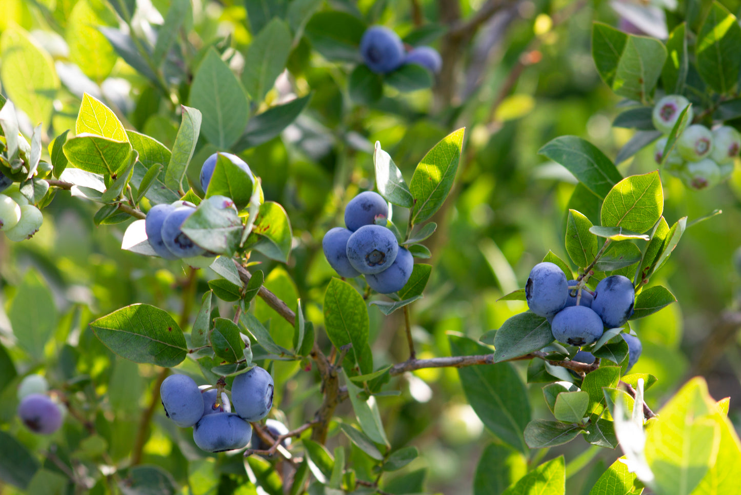 Organic Blueberry Plant