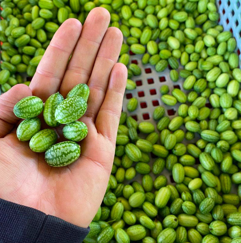 Cucamelon bio