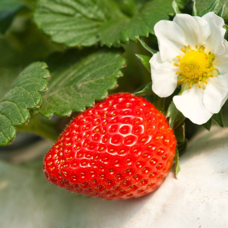 Organic Strawberry Plant
