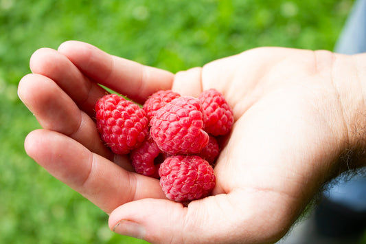 Organic Raspberry