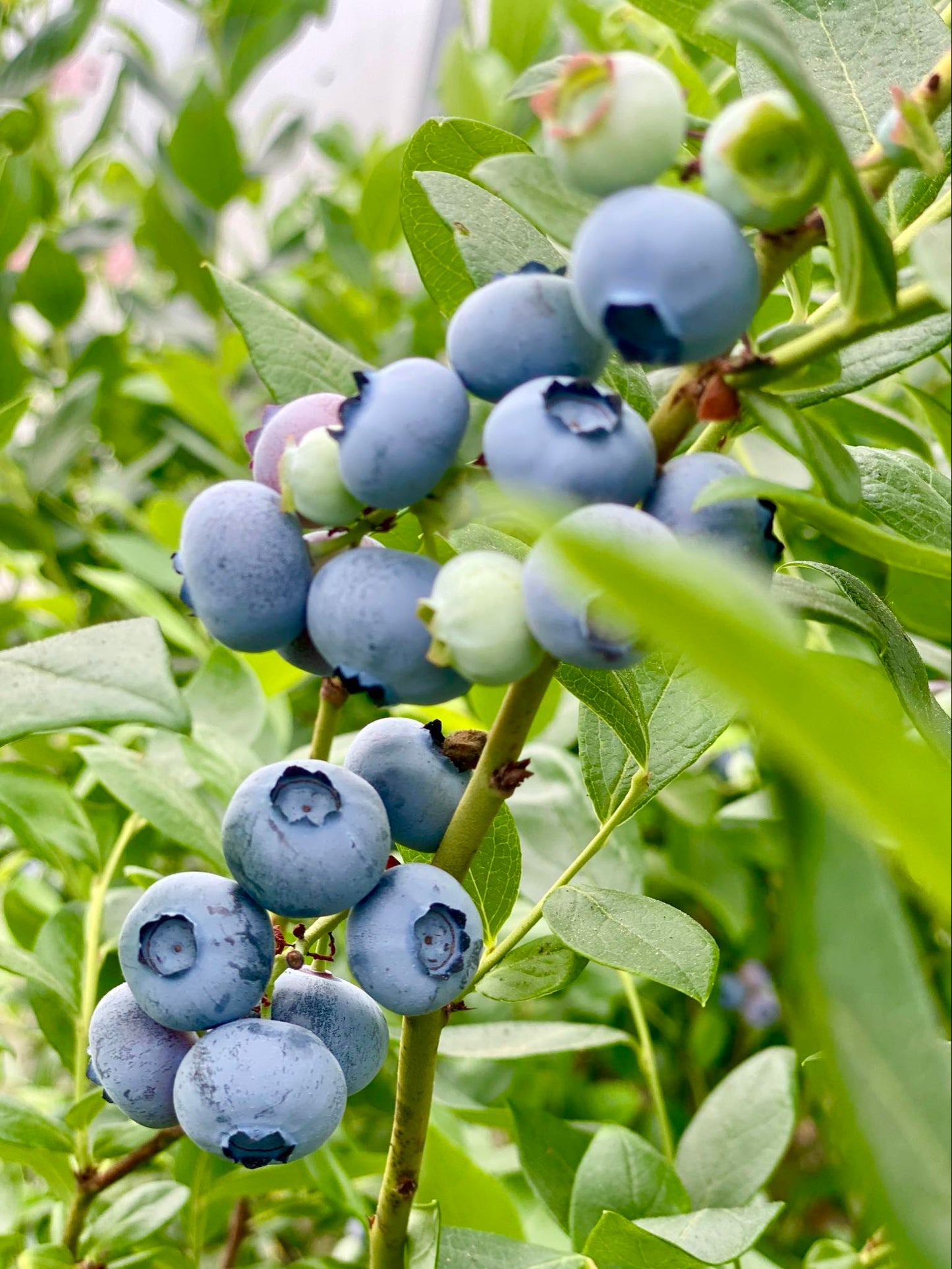 Organic Blueberry Plant