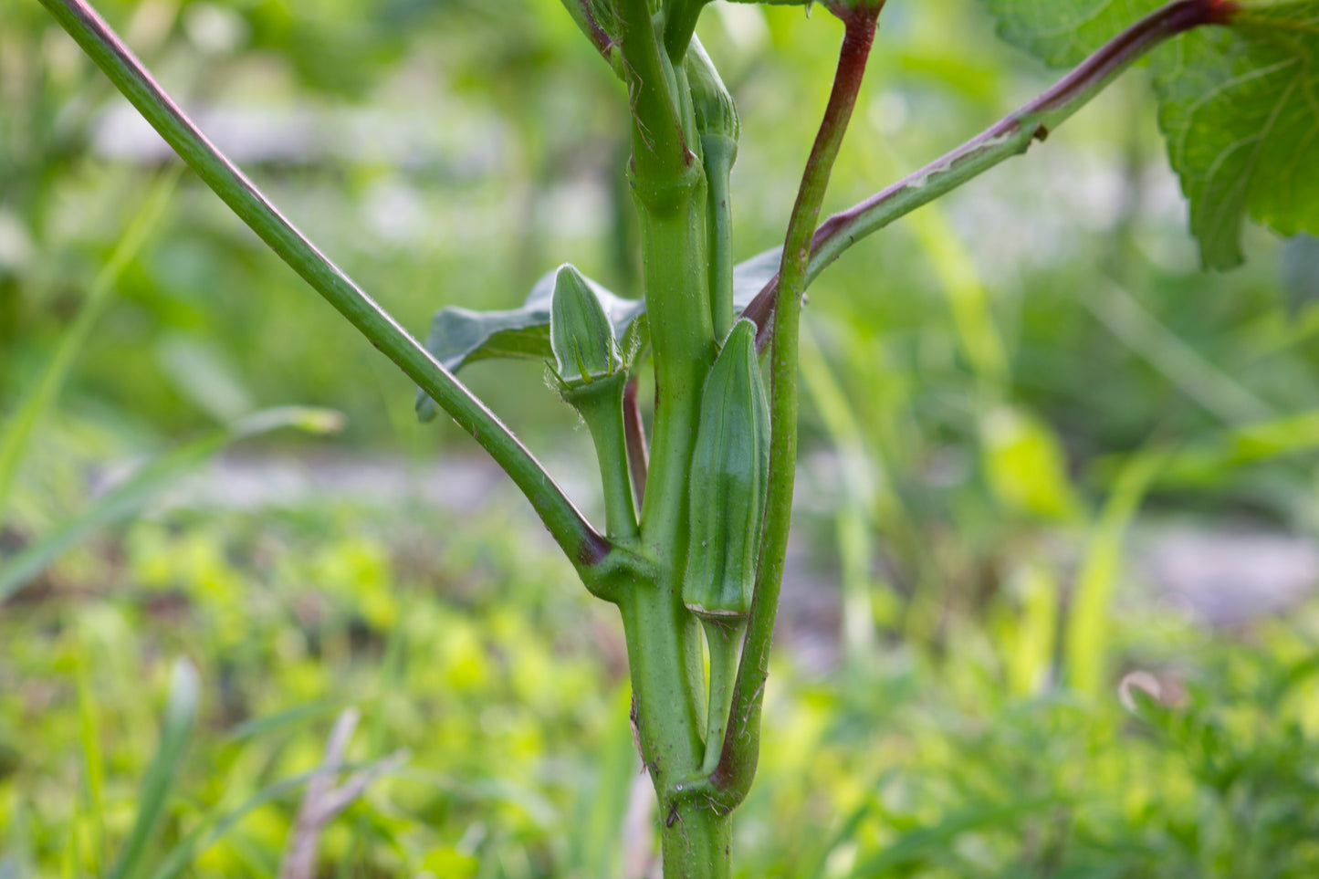 Okra en plant