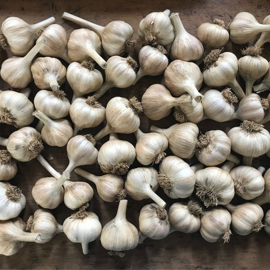 Organic Garlic Seeds