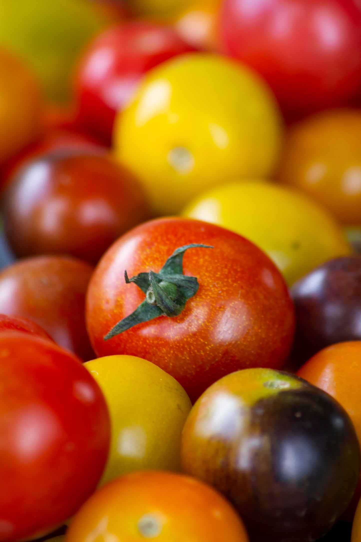 Tomates cerises mélangées bio